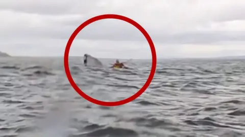 Kayaker Survives Being Swallowed by Humpback Whale in Chile | BMR BUZZ